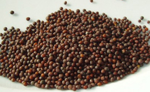 Oil Seeds
