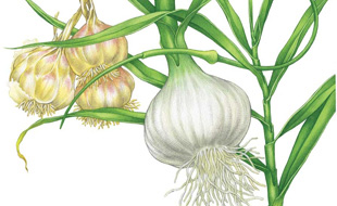 Onion & Garlic